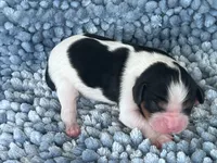 AKC Charles, a male Cavalier King Charles Spaniel for sale in Toney, AL – 9 of 9