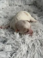 CKC Carlton, a male Cavapoo for sale in Toney, AL – 4 of 6