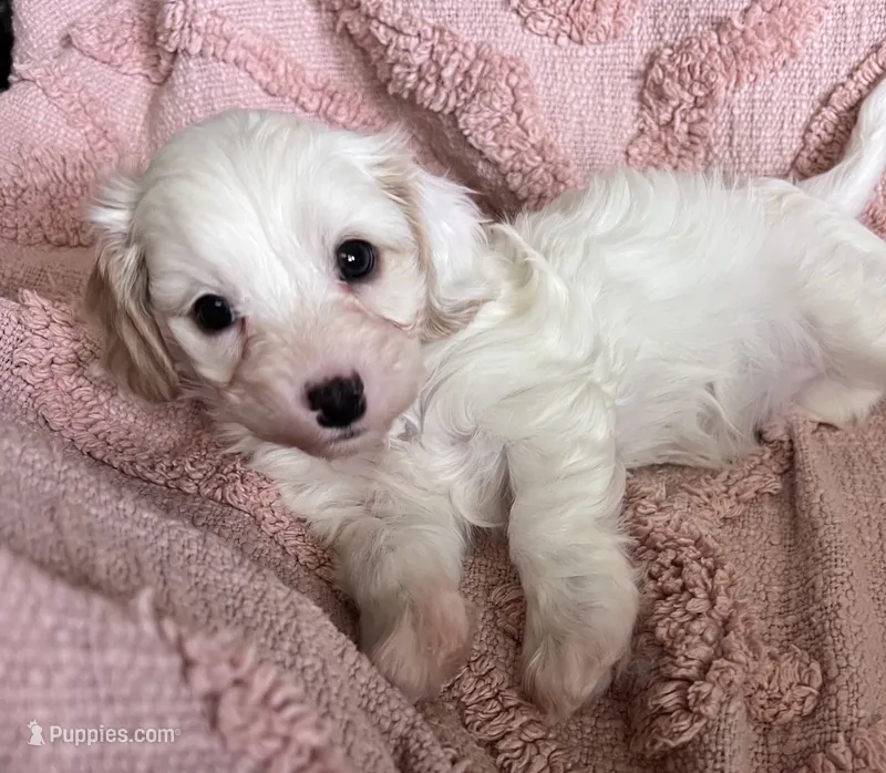 Ckc Toy Cavapoo – Cavapoo puppy for sale in Toney, AL