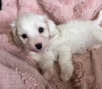 AKC Rainee, a female Cavapoo for sale in Toney, AL – 9 of 9