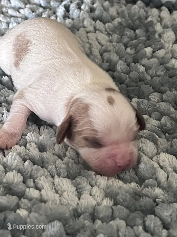 AKC Fonzi – Cavalier King Charles Spaniel puppy for sale in Toney, AL