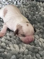 AKC Fonzi, a male Cavalier King Charles Spaniel for sale in Toney, AL – 1 of 6