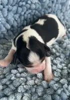 AKC Harry, a male Cavalier King Charles Spaniel for sale in Toney, AL – 6 of 7