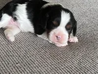 AKC Henrietta , a female Cavalier King Charles Spaniel for sale in Toney, AL – Photo 4 of 9