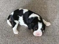 AKC Henrietta , a female Cavalier King Charles Spaniel for sale in Toney, AL – Photo 7 of 9