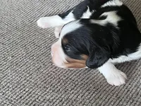 AKC Henrietta , a female Cavalier King Charles Spaniel for sale in Toney, AL – Photo 2 of 9