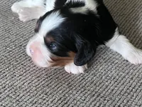 AKC Henrietta , a female Cavalier King Charles Spaniel for sale in Toney, AL – Photo 3 of 9