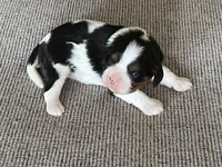 AKC Henrietta , a female Cavalier King Charles Spaniel for sale in Toney, AL – Photo 8 of 9