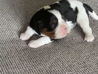 AKC Henrietta , a female Cavalier King Charles Spaniel for sale in Toney, AL – Photo 6 of 9