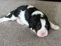 AKC Henrietta , a female Cavalier King Charles Spaniel for sale in Toney, AL – Photo 5 of 9
