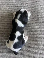 AKC Henrietta , a female Cavalier King Charles Spaniel for sale in Toney, AL – Photo 9 of 9