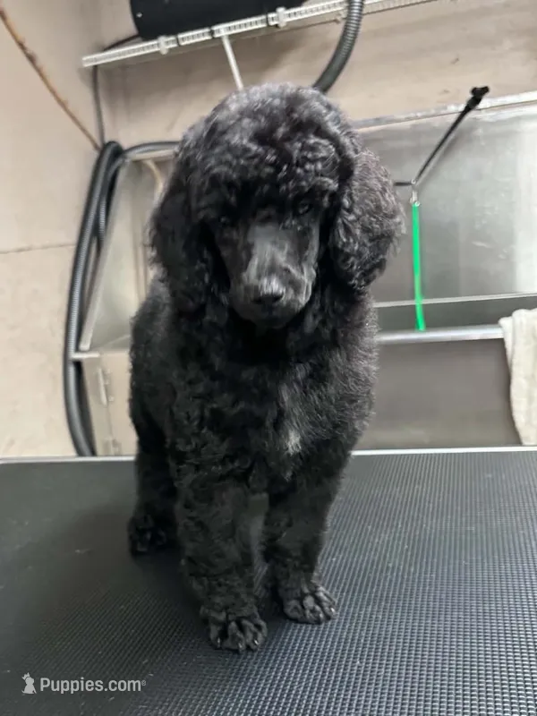 AKC HarLee Queen – Poodle - Standard  puppy for sale in Toney, AL