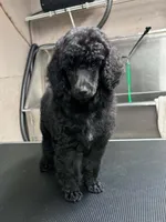 AKC HarLee Queen, a female Poodle - Standard  for sale in Toney, AL – 1 of 4