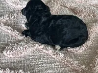 AKC HarLee Queen, a female Poodle - Standard  for sale in Toney, AL – 5 of 7