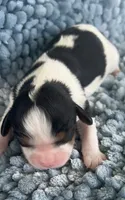 AKC Harry, a male Cavalier King Charles Spaniel for sale in Toney, AL – 3 of 7