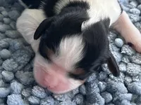 AKC Harry, a male Cavalier King Charles Spaniel for sale in Toney, AL – 4 of 7
