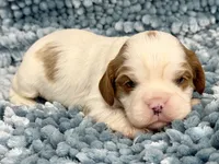 AKC Fonzi, a male Cavalier King Charles Spaniel for sale in Toney, AL – 2 of 4