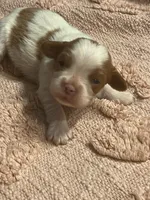 AKC Cinderella, a female Cavalier King Charles Spaniel for sale in Toney, AL – Photo 4 of 9