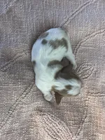 AKC Cinderella, a female Cavalier King Charles Spaniel for sale in Toney, AL – Photo 8 of 9