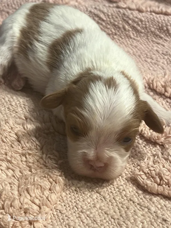 AKC Cinderella – Cavalier King Charles Spaniel puppy for sale in Toney, AL
