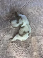 AKC Cinderella, a female Cavalier King Charles Spaniel for sale in Toney, AL – Photo 9 of 9