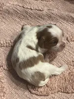 AKC Cinderella, a female Cavalier King Charles Spaniel for sale in Toney, AL – Photo 5 of 9