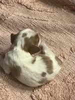 AKC Cinderella, a female Cavalier King Charles Spaniel for sale in Toney, AL – Photo 6 of 9