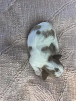 AKC Cinderella, a female Cavalier King Charles Spaniel for sale in Toney, AL – Photo 7 of 9