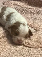 AKC Cinderella, a female Cavalier King Charles Spaniel for sale in Toney, AL – Photo 3 of 9