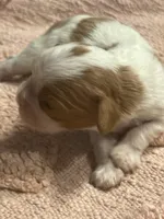 AKC Cinderella, a female Cavalier King Charles Spaniel for sale in Toney, AL – Photo 2 of 9