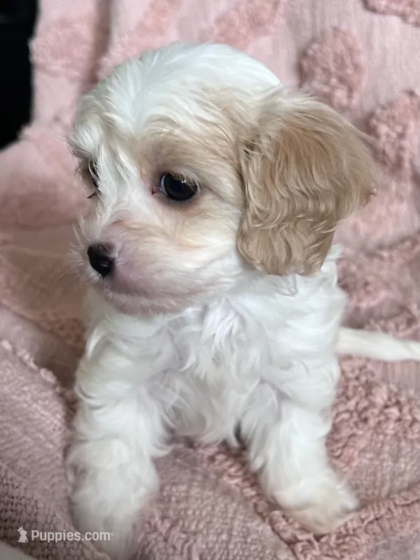 AKC Tinker Bell – Cavapoo puppy for sale in Toney, AL