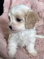 AKC Tinker Bell, a female Cavapoo for sale in Toney, AL – 1 of 6