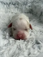 CKC Carlton, a male Cavapoo for sale in Toney, AL – 6 of 6
