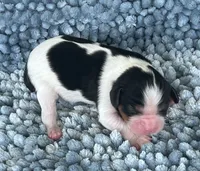 AKC Charles, a male Cavalier King Charles Spaniel for sale in Toney, AL – 6 of 9