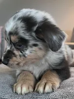 AKC Tug, a male Australian Shepherd for sale in Toney, AL – 6 of 7