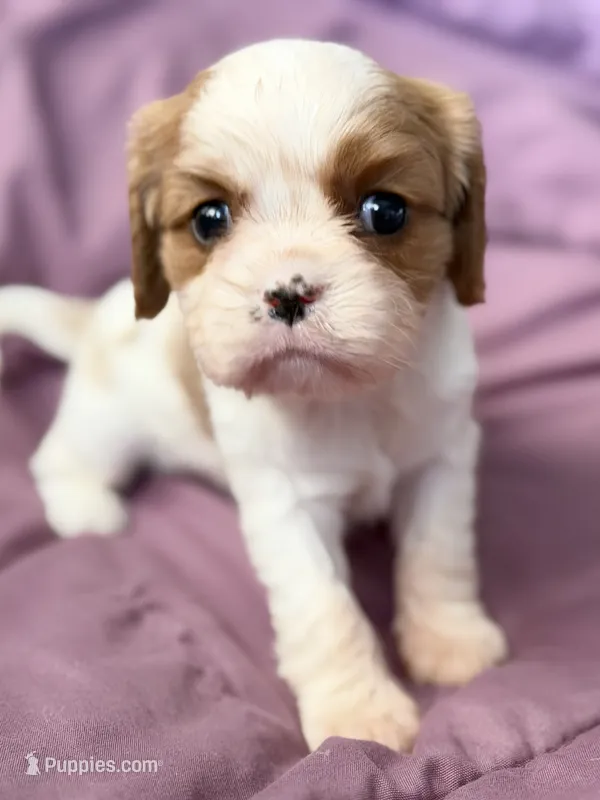 AKC Princess Fancy – Cavalier King Charles Spaniel puppy for sale in Toney, AL