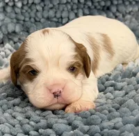 AKC Fonzi, a male Cavalier King Charles Spaniel for sale in Toney, AL – 1 of 4