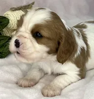 AKC Fancy Mae, a female Cavalier King Charles Spaniel for sale in Toney, AL – Photo 6 of 10