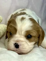 AKC Fancy Mae, a female Cavalier King Charles Spaniel for sale in Toney, AL – Photo 2 of 10