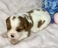 AKC Fancy Mae, a female Cavalier King Charles Spaniel for sale in Toney, AL – Photo 3 of 10