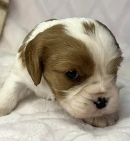 AKC Fancy Mae, a female Cavalier King Charles Spaniel for sale in Toney, AL – Photo 7 of 10