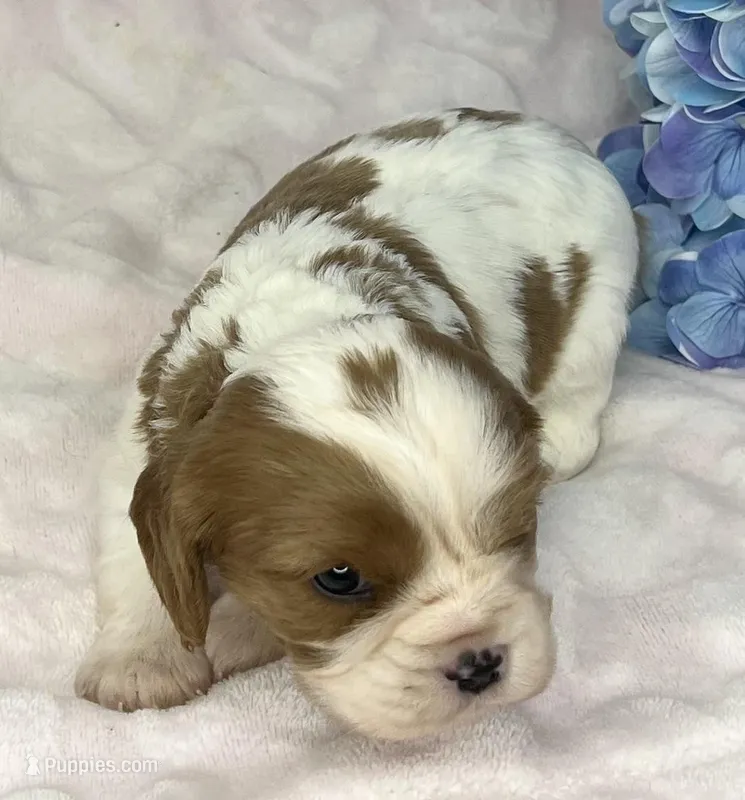 AKC Fancy Mae – Cavalier King Charles Spaniel puppy for sale in Toney, AL