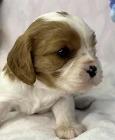 AKC Fancy Mae, a female Cavalier King Charles Spaniel for sale in Toney, AL – Photo 8 of 10