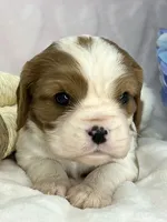 AKC Fancy Mae, a female Cavalier King Charles Spaniel for sale in Toney, AL – Photo 4 of 10