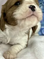 AKC Fancy Mae, a female Cavalier King Charles Spaniel for sale in Toney, AL – Photo 9 of 10