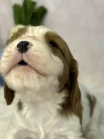 AKC Fancy Mae, a female Cavalier King Charles Spaniel for sale in Toney, AL – Photo 10 of 10