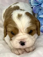 AKC Fancy Mae, a female Cavalier King Charles Spaniel for sale in Toney, AL – Photo 5 of 10