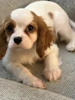 AKC Fonzi, a male Cavalier King Charles Spaniel for sale in Toney, AL – 6 of 7