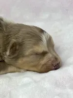 AKC Red Mia, a female Australian Shepherd for sale in Toney, AL – 3 of 9