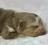 AKC Red Mia, a female Australian Shepherd for sale in Toney, AL – 4 of 9